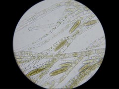 Ectocarpales
