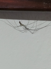 Pholcus phalangioides