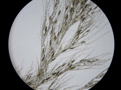 Ectocarpales