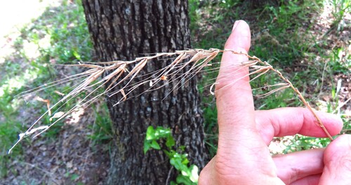 Southeastern Wildrye (Elymus glabriflorus)