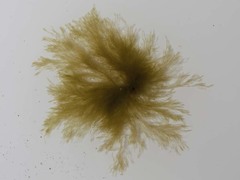 Ectocarpales