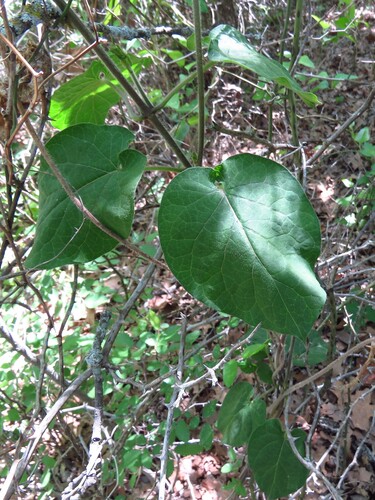 Anglepod (Gonolobus suberosus)