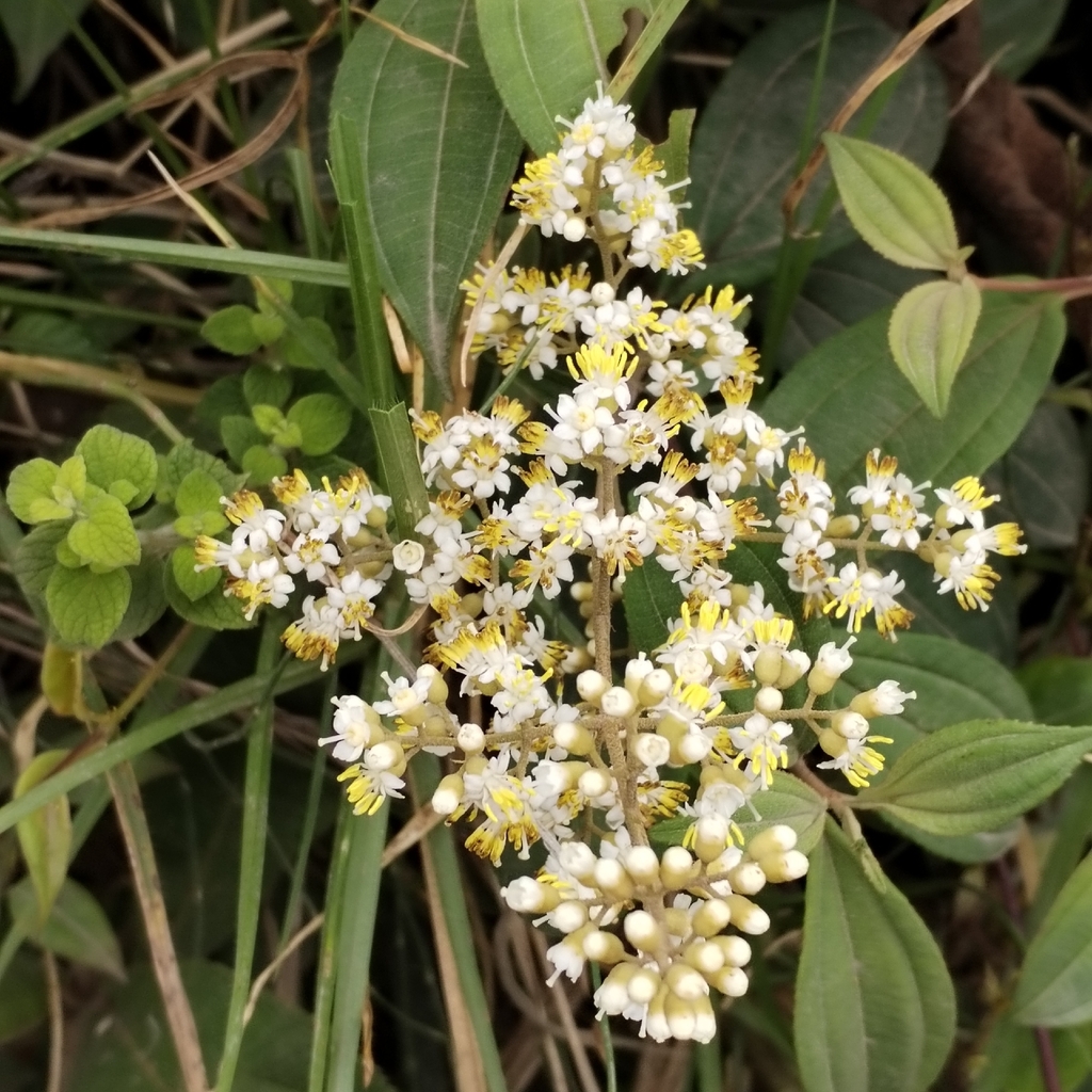 Miconia crocea; photograph (c) Esteban Poveda, some rights reserved (CC BY)