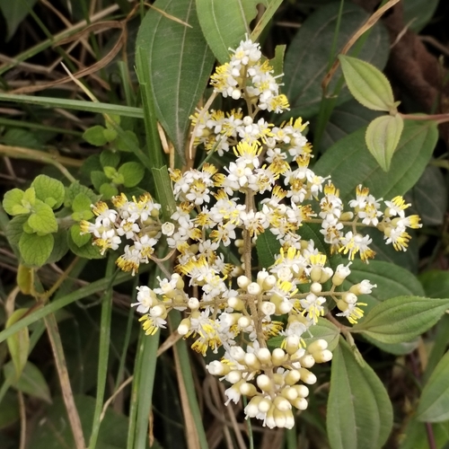 Miconia crocea