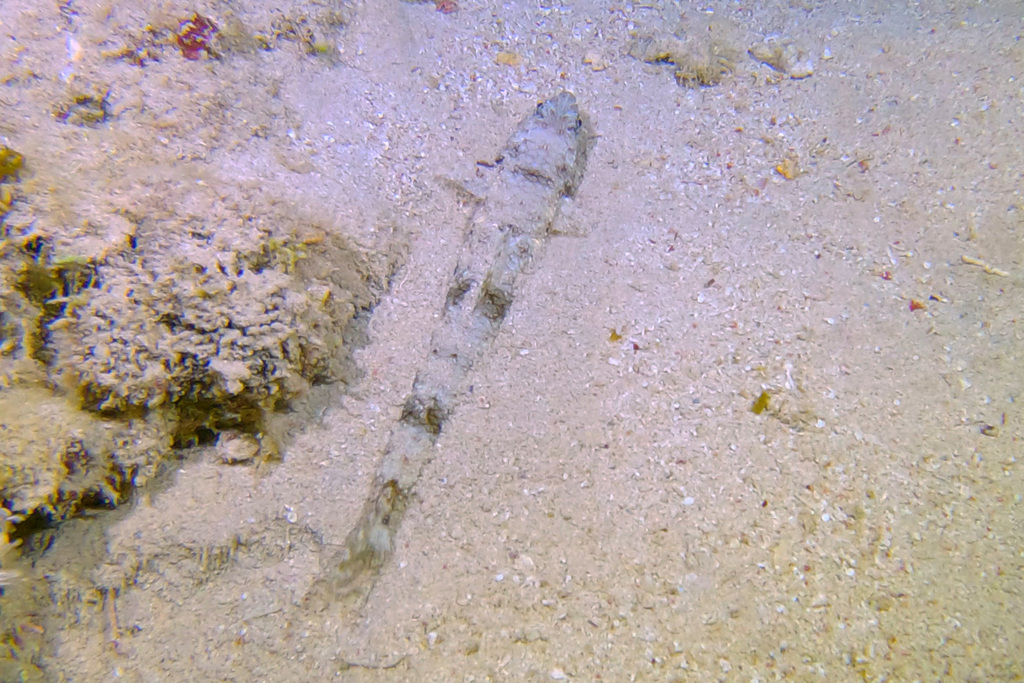 Gracile lizardfish