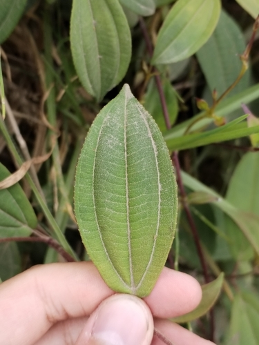 Miconia crocea, photograph 3