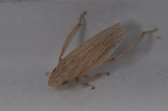 Prairiana