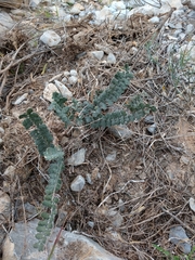 Astrolepis cochisensis