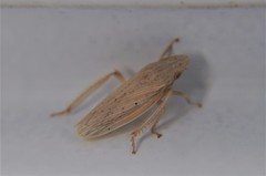 Prairiana