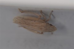 Prairiana