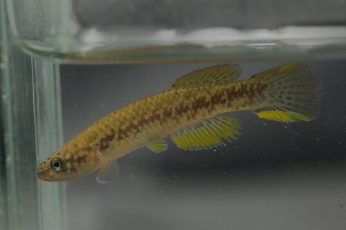 Gérys killi (Scriptaphyosemion geryi) — Nothobranchiidae — 5