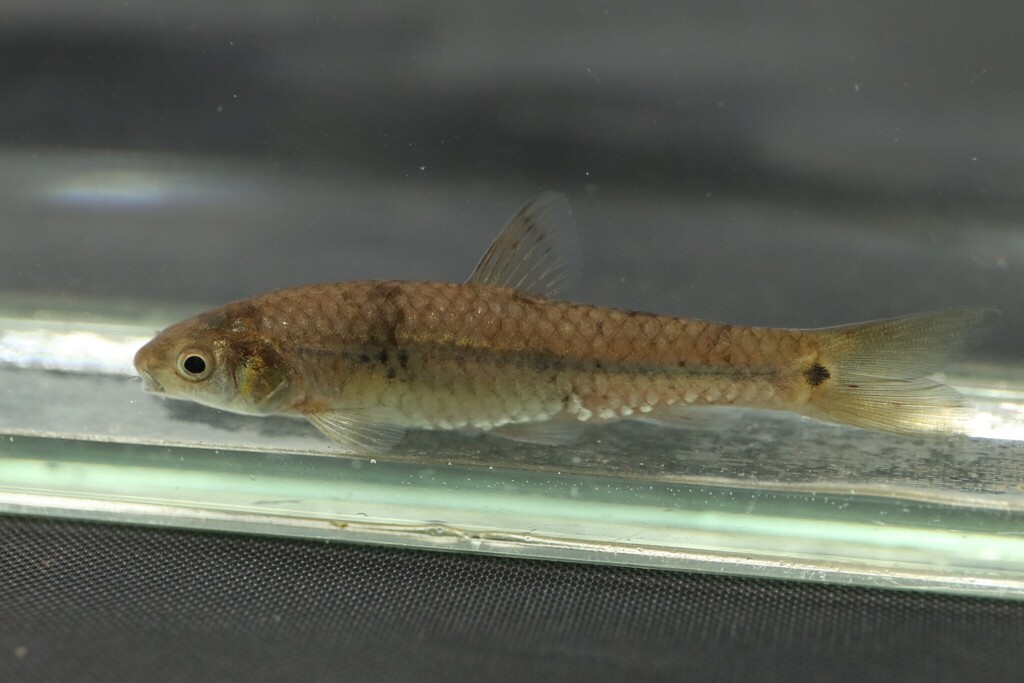 Pobeguin's barb (Enteromius pobeguini) — Cyprinidae