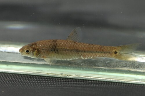 Pobeguin's barb (Enteromius pobeguini) — Cyprinidae