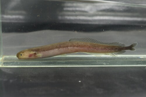 Henry's mormyrid (Isichthys henryi) — Mormyridae