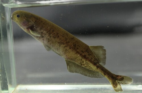 Brienomyrus elephantfish (Brienomyrus brachyistius) — Mormyridae — 5