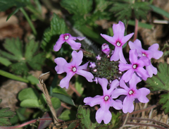 Glandularia canadensis