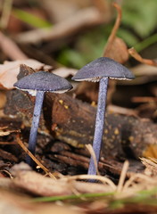 Entoloma panniculus