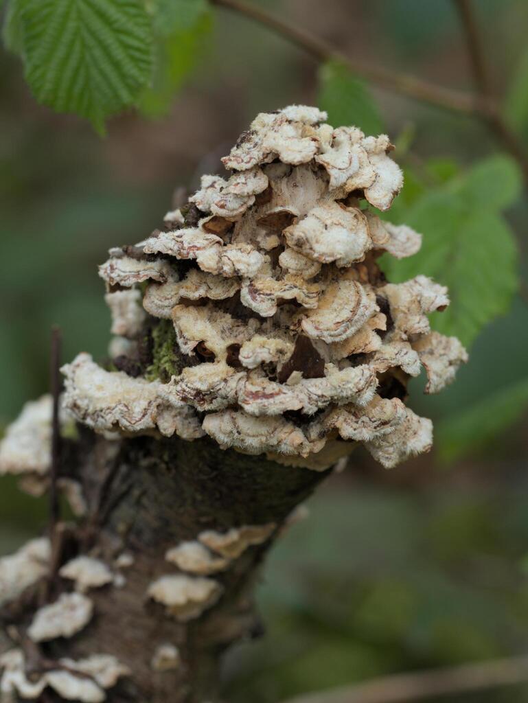 Stereum hirsutum · April 2026 · photo: © danielcahen (iNaturalist, cc-by)