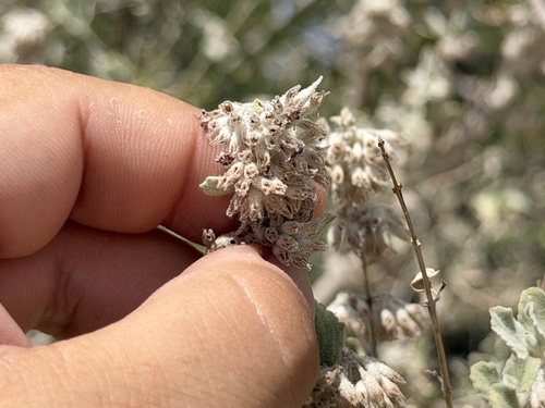 desert lavender (Condea emoryi)
