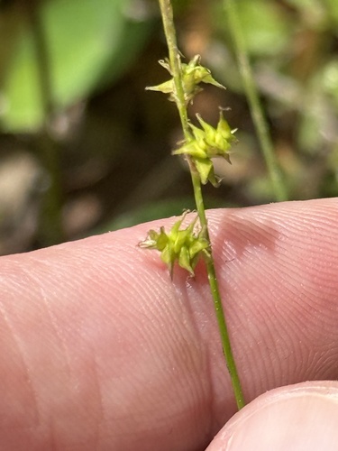 Carex capillacea observed 2026-04-03