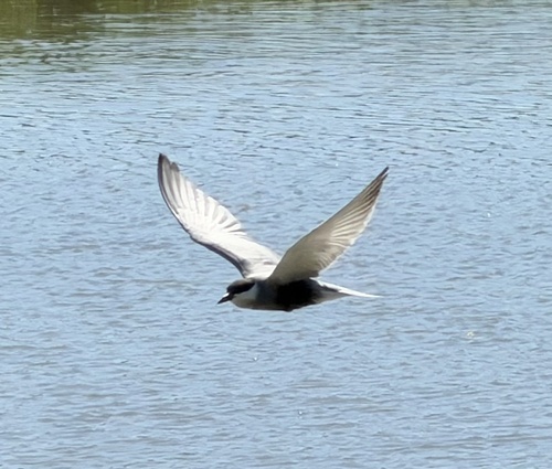 Fumarel cariblanco (Chlidonias hybrida)