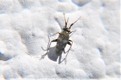 Spanagonicus albofasciatus