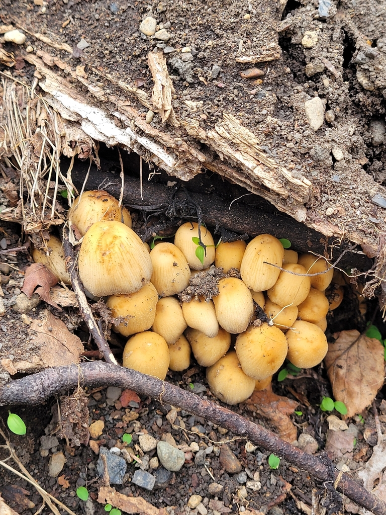 Coprinellus micaceus · April 2026 · photo: © leorafitz (iNaturalist, cc-by)