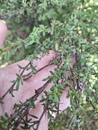 rawirinui (Kunzea robusta)