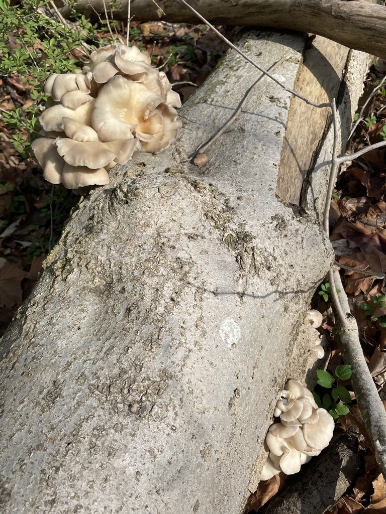 Pleurotus ostreatus · April 2026 · photo: © irabike (iNaturalist, cc0)