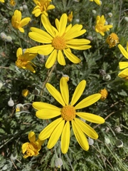 Euryops pectinatus