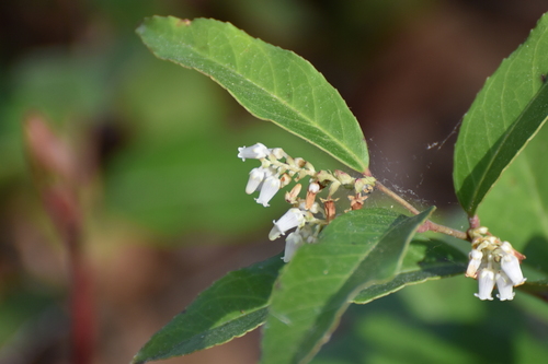 Leucothoe axillaris, photograph 6