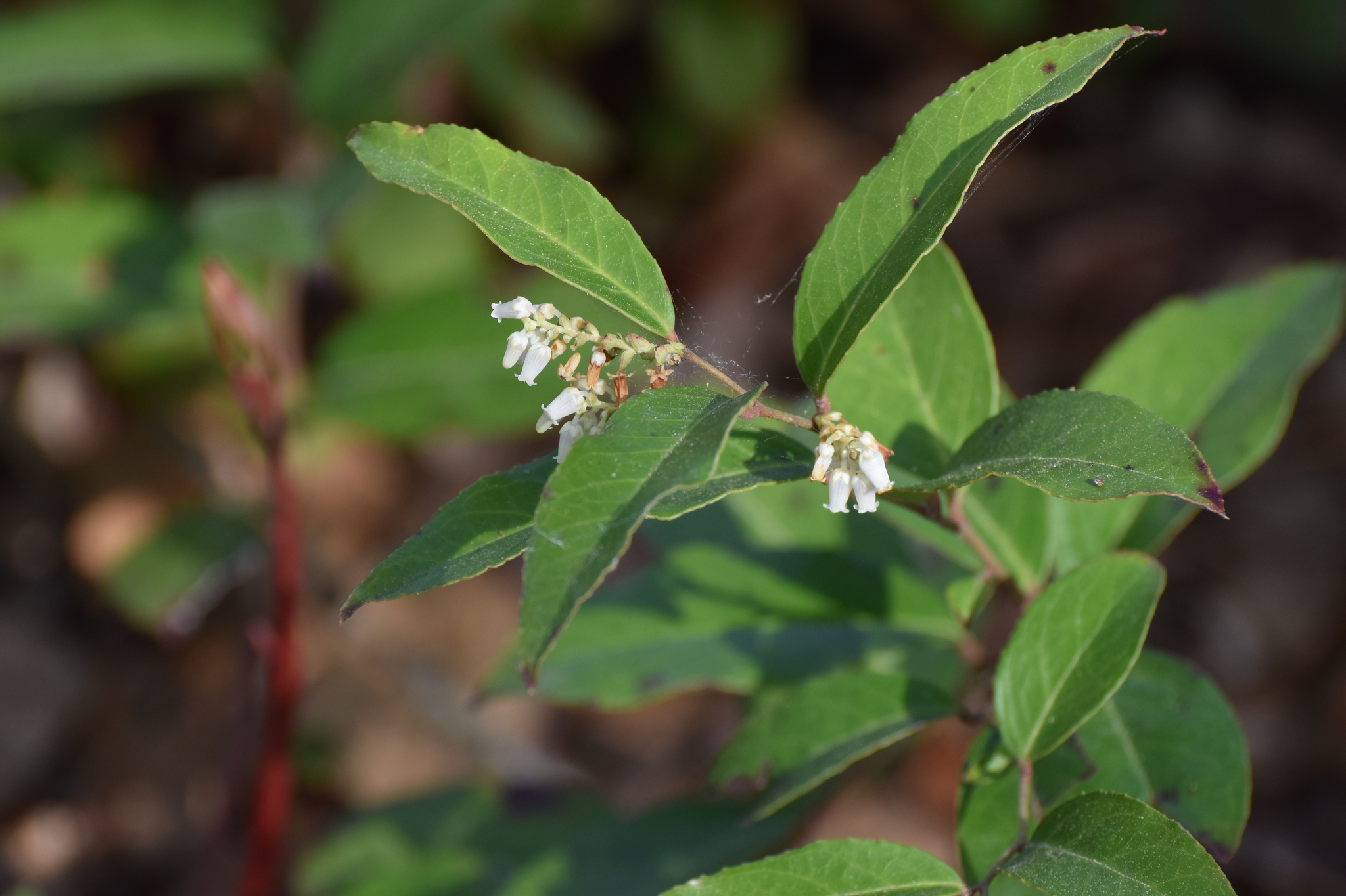 Coastal Doghobble (Leucothoe axillaris)