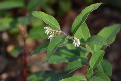 (c) Ryan Watson, some rights reserved (CC BY) Leucothoe axillaris, photograph (c) Ryan Watson, some rights reserved (CC BY)