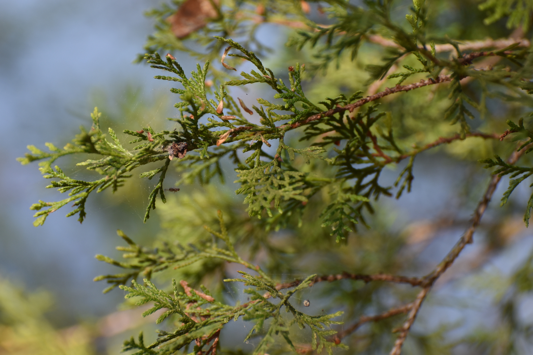 White Cypress (Chamaecyparis thyoides)