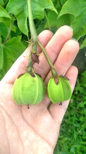 Jatropha mollissima