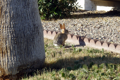 Sylvilagus audubonii