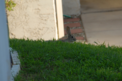 Sylvilagus audubonii