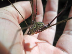 Serracutisoma inerme