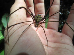 Serracutisoma inerme