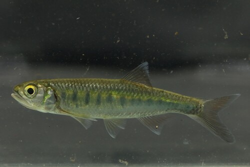 Steindachner's minnow (Raiamas steindachneri) — Cyprinidae