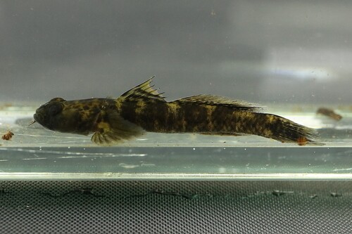 Maindron's goby (Nematogobius maindroni) — Gobiidae