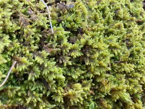 brocade moss (Callicladium imponens)