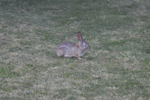 iNaturalist observation photo of Desert Cottontail