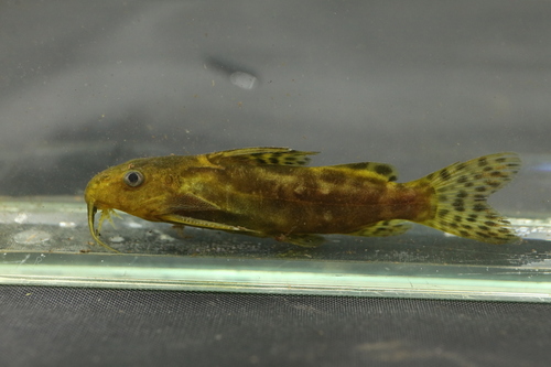 Waterlot's squeaker (Synodontis waterloti) — Mochokidae
