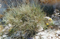 Salsola genistoides