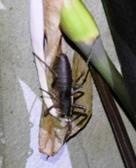 Nesoecia nigrispina