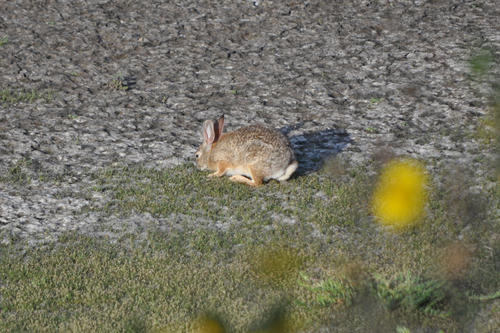 iNaturalist observation photo of Desert Cottontail