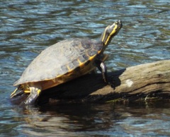 Pseudemys floridana