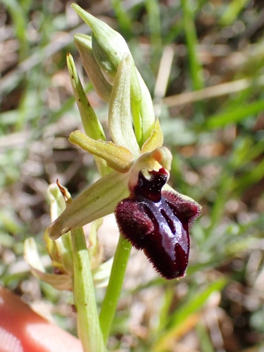 Ophrys × arachnitiformis, photograph 4