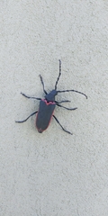 Desmocerus californicus
